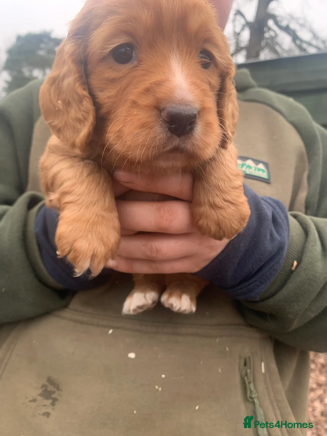 Cocker Spaniel dogs for sale: Two beautiful red working cocker spaniels - Advert 4