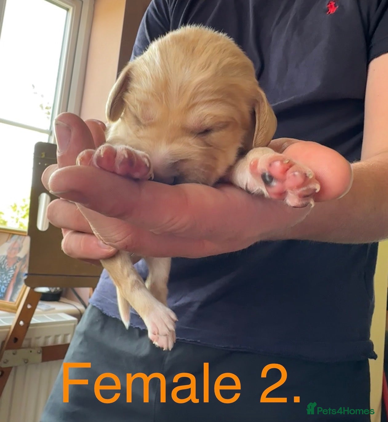 Cockerdor dogs for sale: Stunning Cockerdor puppies - Advert 12
