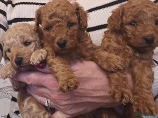 Poochon dogs Gorgeous Poochon puppies - Advert 15
