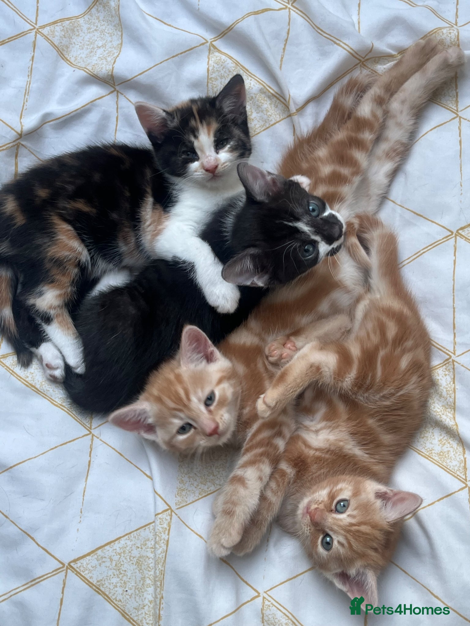 Mixed Breed cats Loving kittens looking for new family - Advert 5