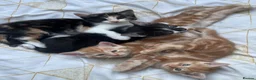 Mixed Breed cats for sale: Loving kittens looking for new family - Advert 1