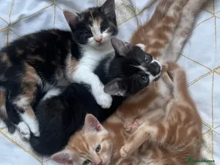 Mixed Breed cats Loving kittens looking for new family - Advert 5