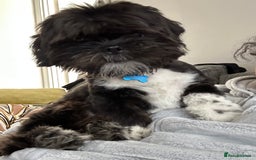 Shih Tzu dogs for sale: Teddy 5 months old Shih Tzu  - Image 2