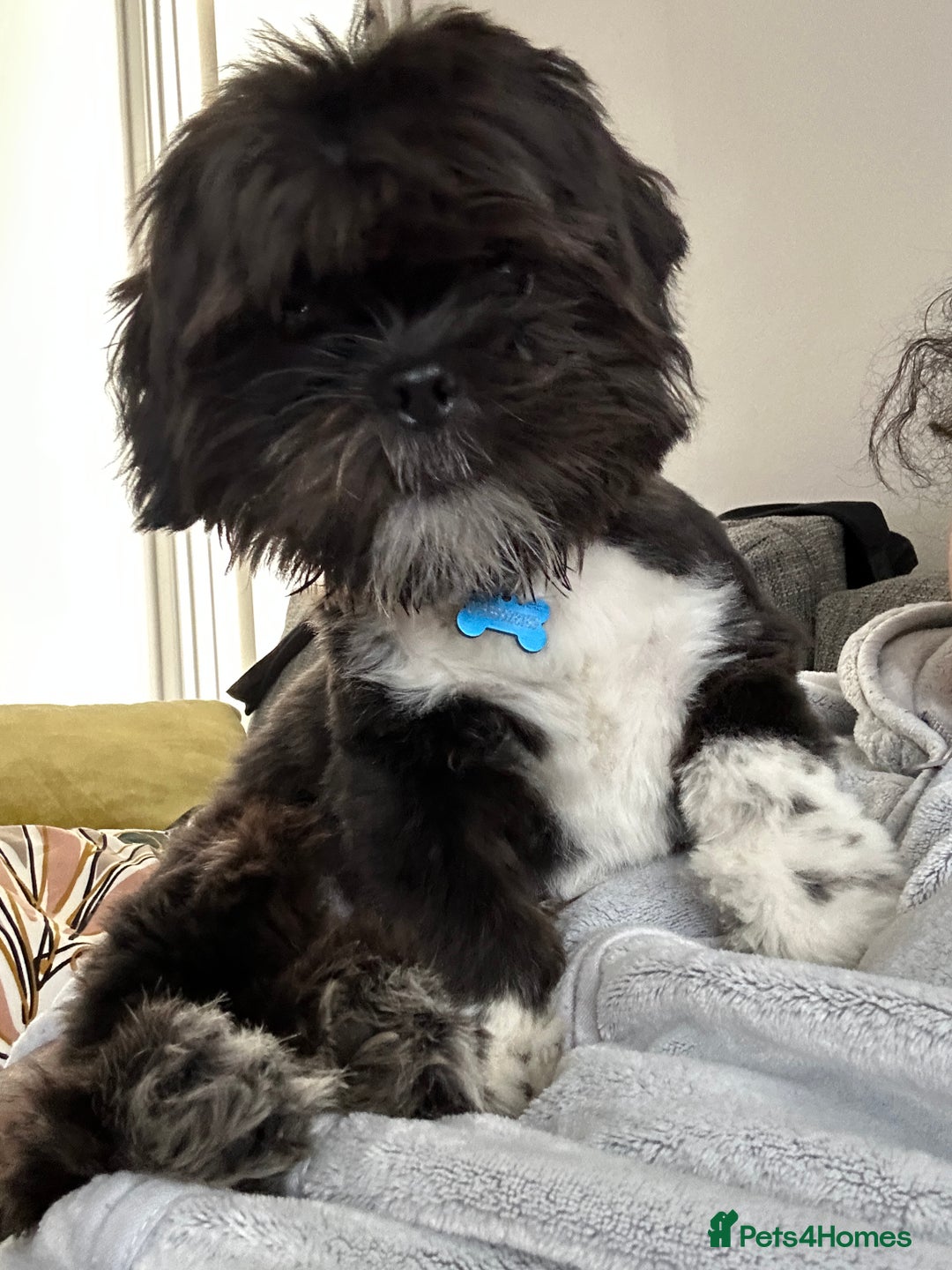 Shih Tzu dogs for sale: Teddy 5 months old Shih Tzu  - Image 2