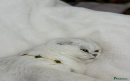 Scottish Fold cats for sale: Scottish fold (triple fold) - Image 7