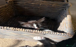 Domestic Shorthair cats for sale: Black and white kittens for sale  - Image 11