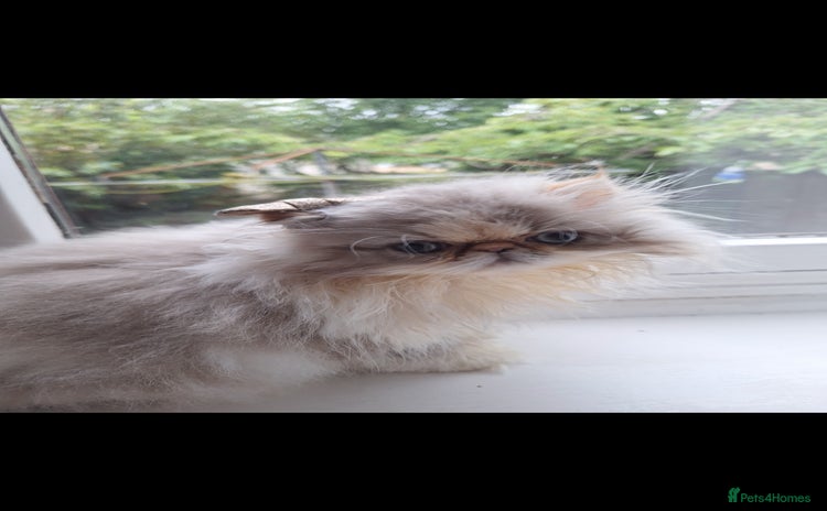 Persian cats - Advert 3