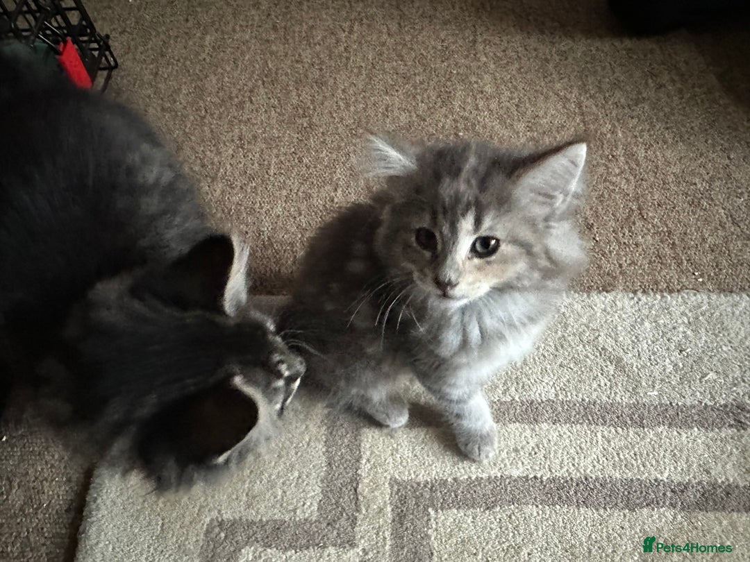 Norwegian Forest Cat cats for sale: Half Norwegian Forest Kittens  - Image 4
