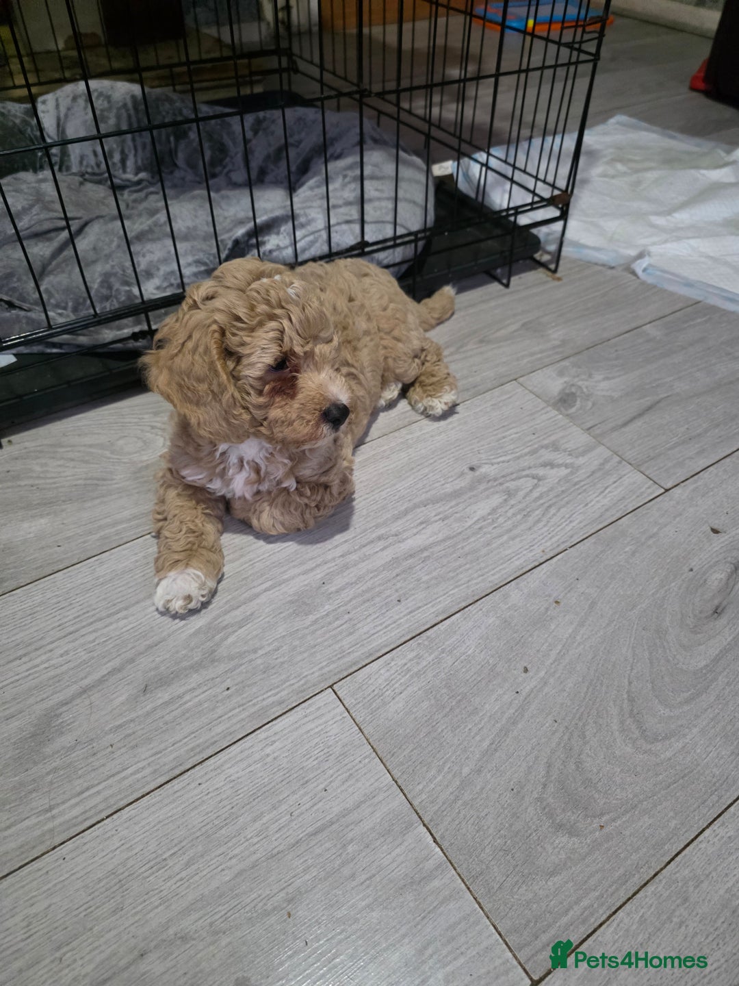 Cockapoo dogs for sale: F1b cockapoos ONLY 1 boy left READY NOW - Image 15