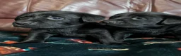 Labrador Retriever dogs for sale: CHUNKY Black Labrador KC REG Ready NOW  - Advert 17