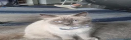 Ragdoll cats for sale: Ragdoll x in Hastings - Advert 5