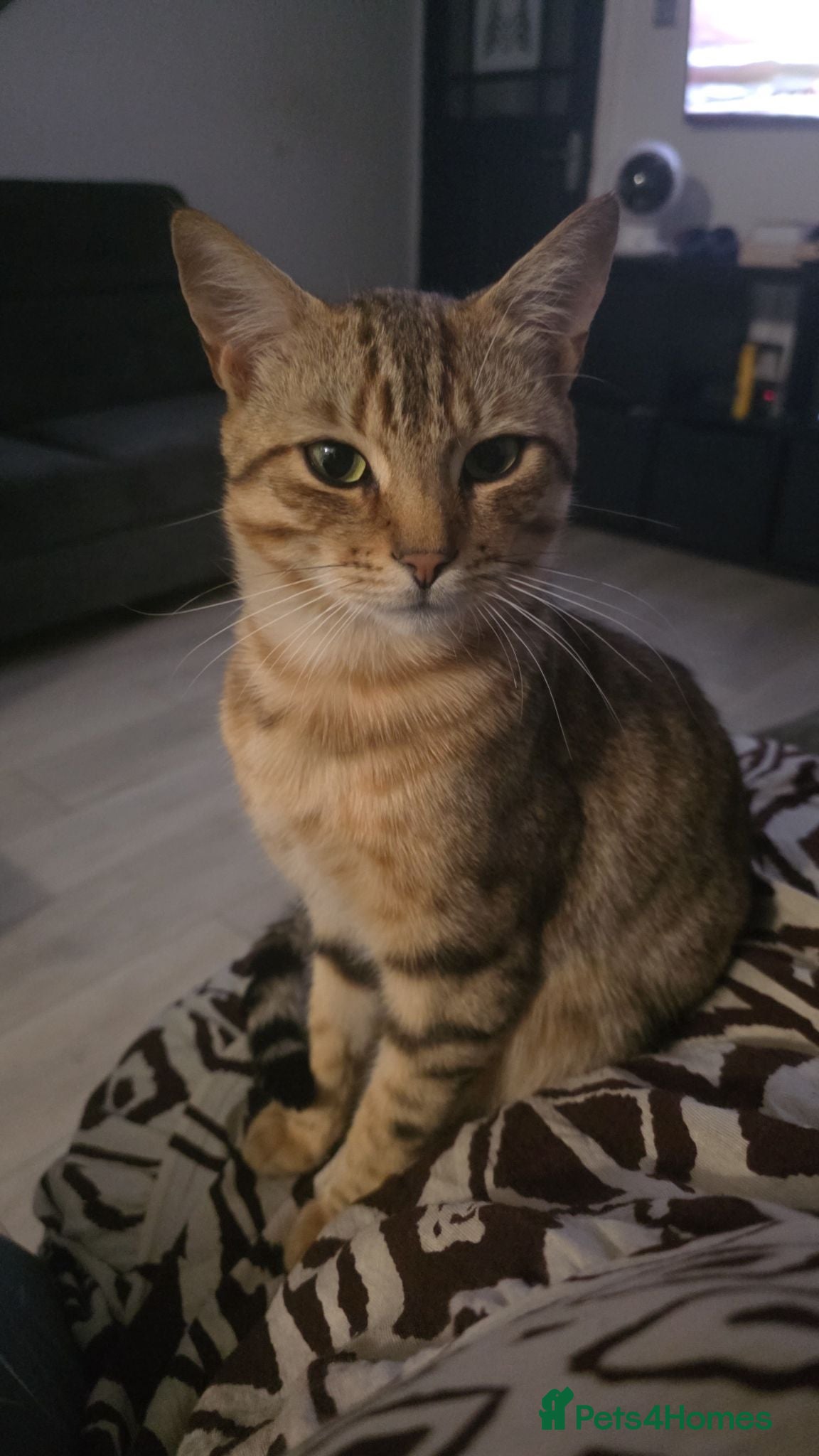 British Shorthair cats Tabby short hair/mix breed - Advert 1