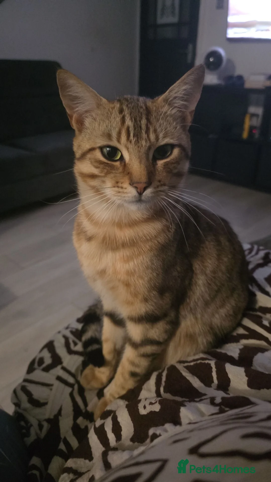 British Shorthair cats for sale: Tabby short hair/mix breed - Advert 1