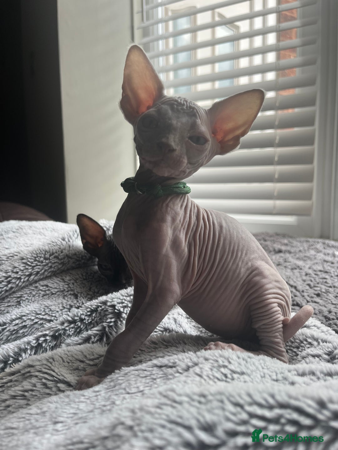 Sphynx cats for sale: Luna - August ready kitty’s in need of loving homes - Image 2
