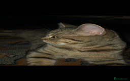Brazilian Shorthair cats for sale: Beautiful cat British shorthair x tabby cat - Image 3