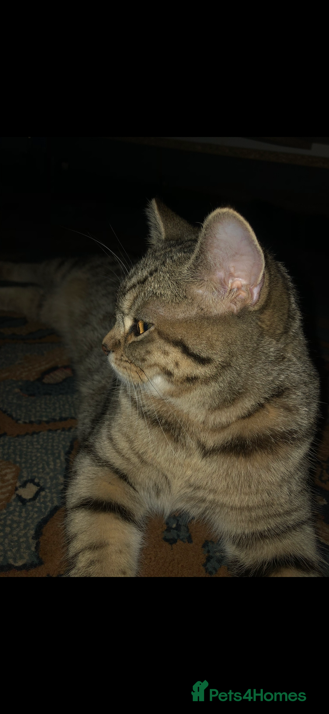 Brazilian Shorthair cats for sale: Beautiful cat British shorthair x tabby cat - Image 3