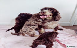 Cockapoo dogs for sale: Outstanding Cockapoo Puppies - Image 21