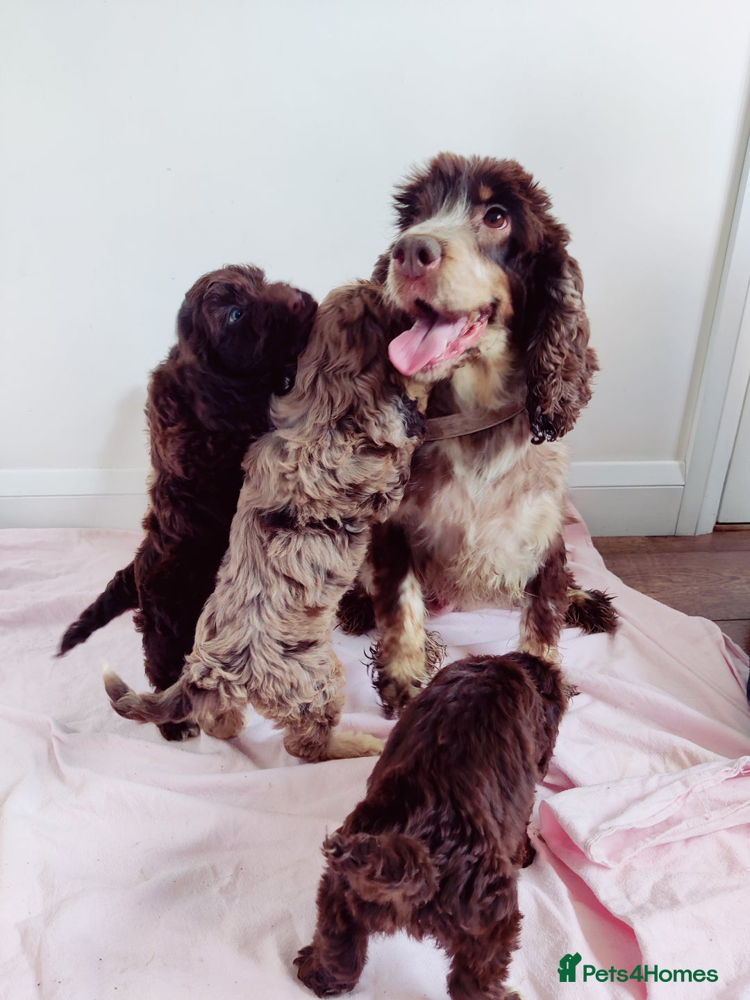 Cockapoo dogs for sale: Outstanding Cockapoo Puppies - Image 21