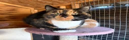 Domestic Shorthair cats for sale: Beautiful kittens  - Advert 7