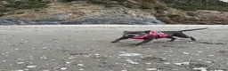 Staffordshire Bull Terrier dogs for sale: Blue Staffordshire bull terriers KC champion lines - Advert 12