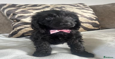 Cockapoo dogs - Advert 4