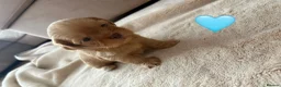 Shih Tzu dogs for sale: Shihtzu puppies - Advert 9