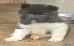 Akita dogs for sale: KC REGISTERED BEAR HEAD AMERICAN AKITA FEMALE PUPS - Image 18
