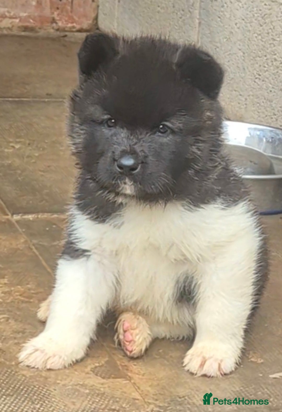 Akita dogs for sale: KC REGISTERED BEAR HEAD AMERICAN AKITA FEMALE PUPS - Image 18