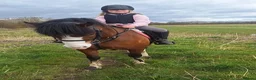 Welsh Section C horses for sale: Rhoswen Chloe - Advert 11
