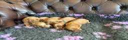 Cockapoo dogs for sale: F1 cockapoo puppies  - Advert 4