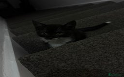 Mixed Breed cats for sale: 1 male kitten for sale - Image 3