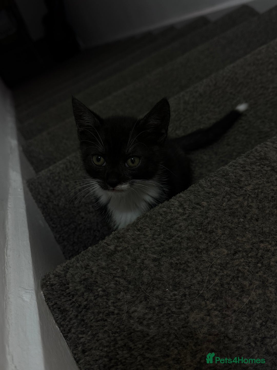 Mixed Breed cats for sale: 1 male kitten for sale - Image 3