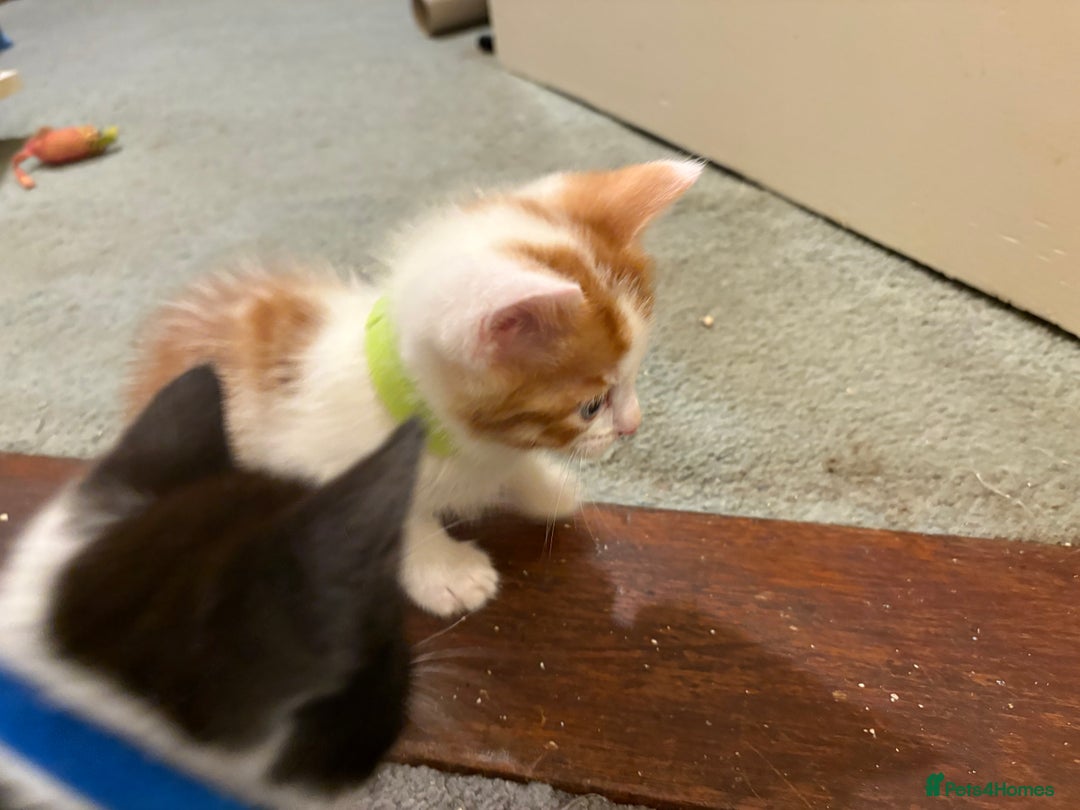 Domestic Shorthair cats for sale: Domestic Shorthairs - 6 Left - Advert 32