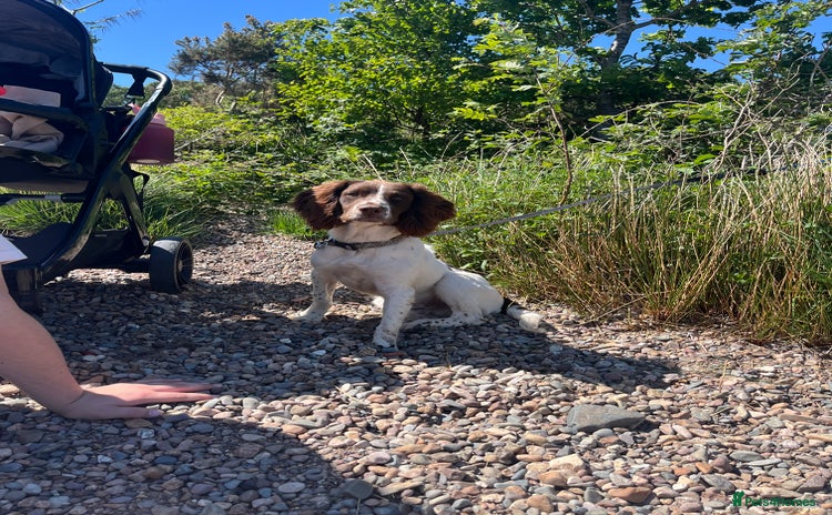 English Springer Spaniel dogs - Advert 7