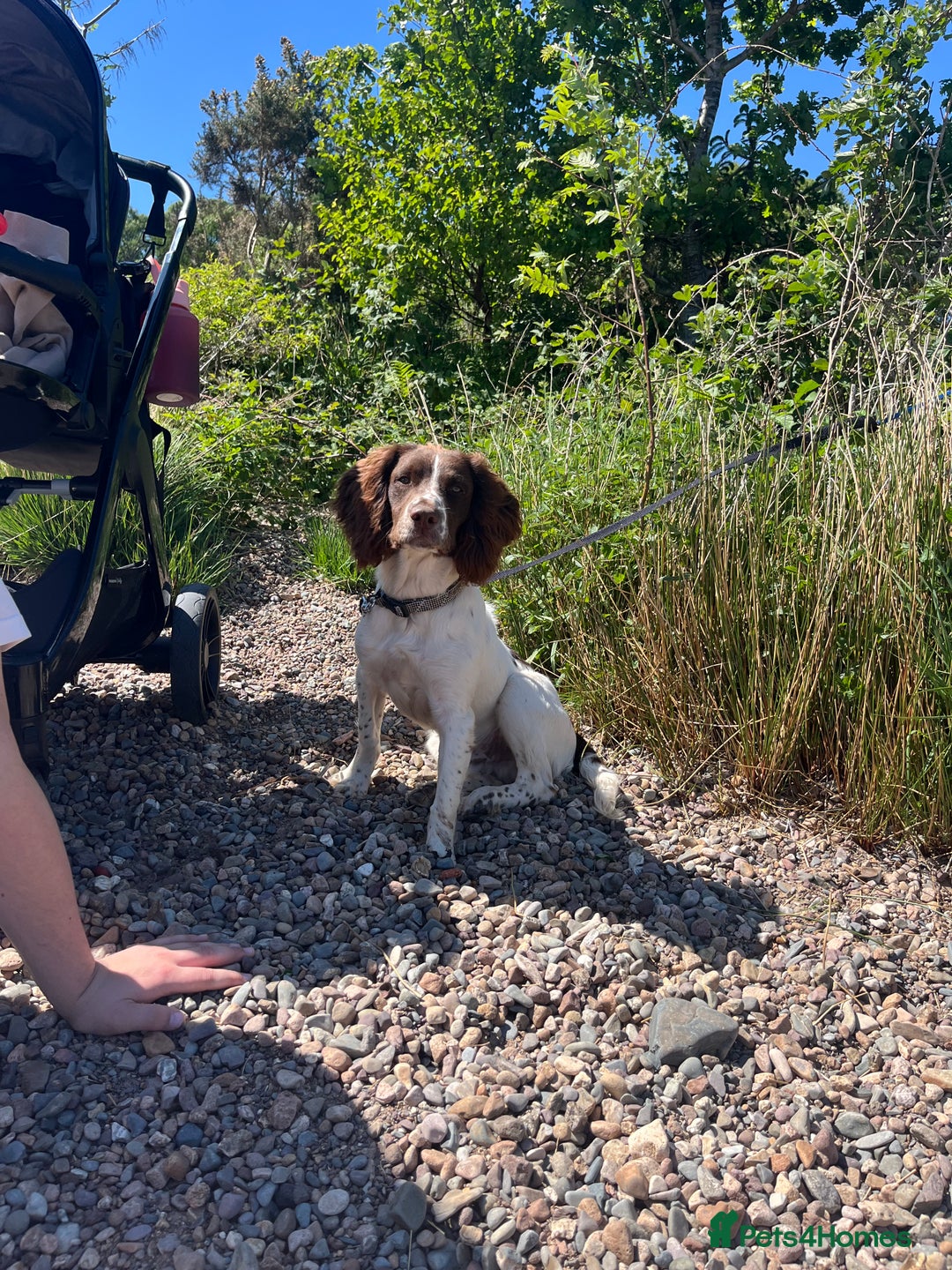 English Springer Spaniel dogs for sale: English springer spaniel for rehome  - Image 1