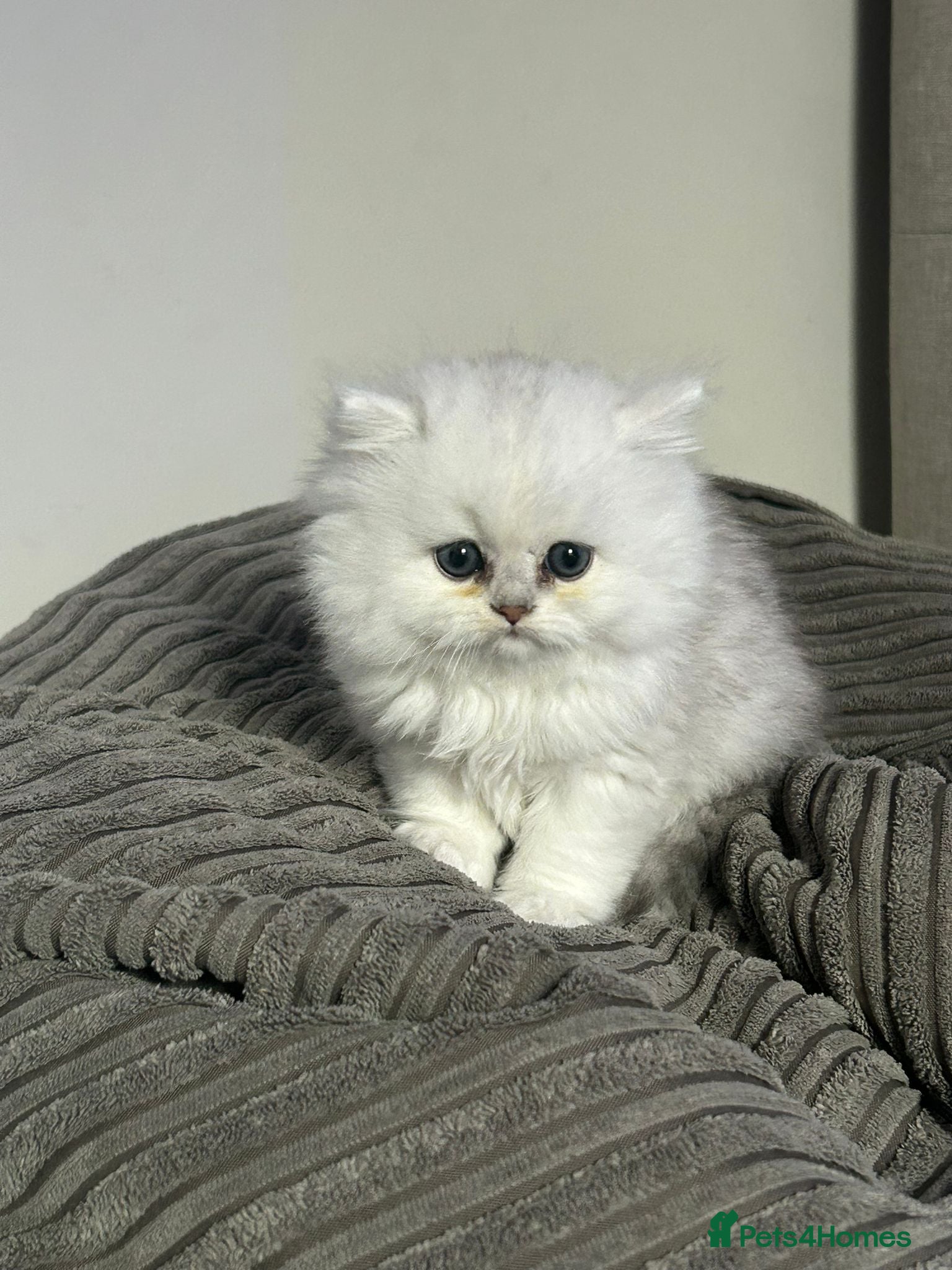 Persian cats Persion chinchilla kittens - Advert 1