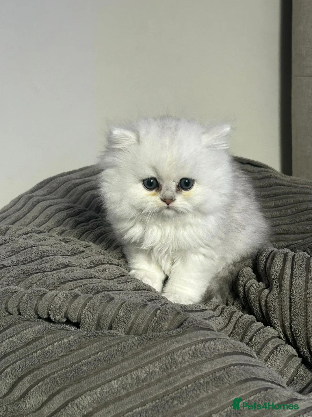Persian cats for sale: Persion chinchilla kittens - Advert 1