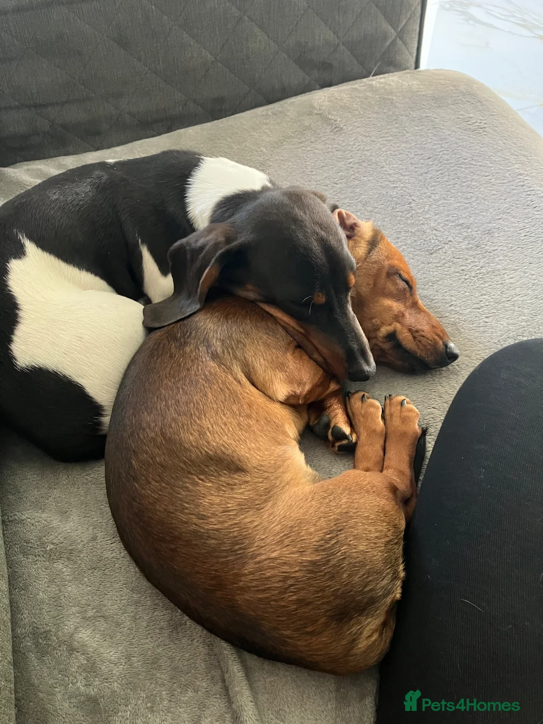 Miniature Dachshund dogs for sale: Male and female dachshund puppy  - Advert 2