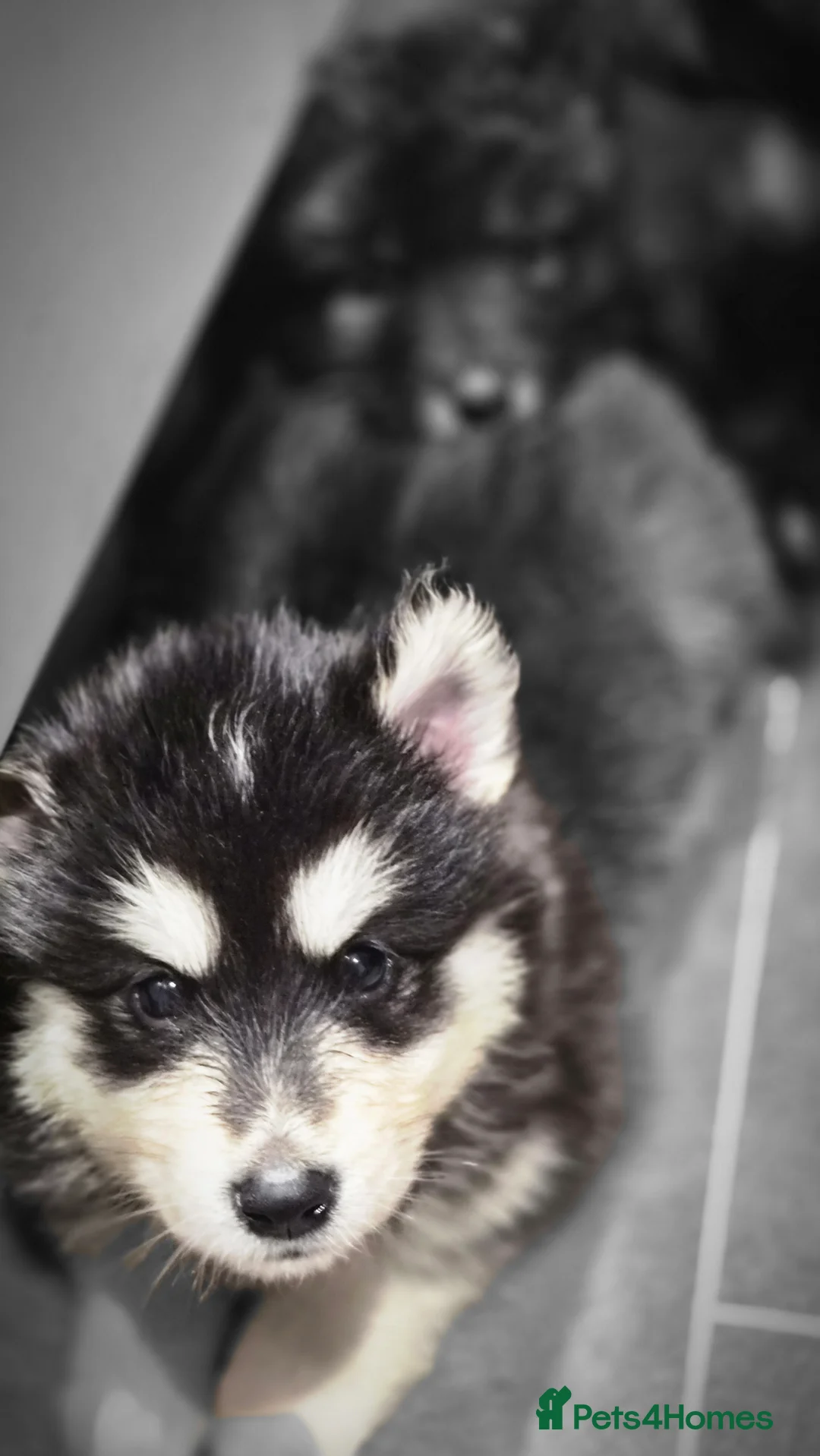 Mixed Breed dogs for sale: Samoyed x German Shepherd Puppies –  Bear Puppies - Advert 1