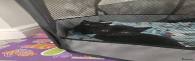 Calico male 1 Black
