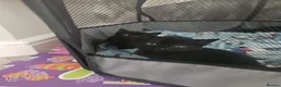 Mixed Breed cats for sale: Calico kittens for sale in Consett - Advert 8