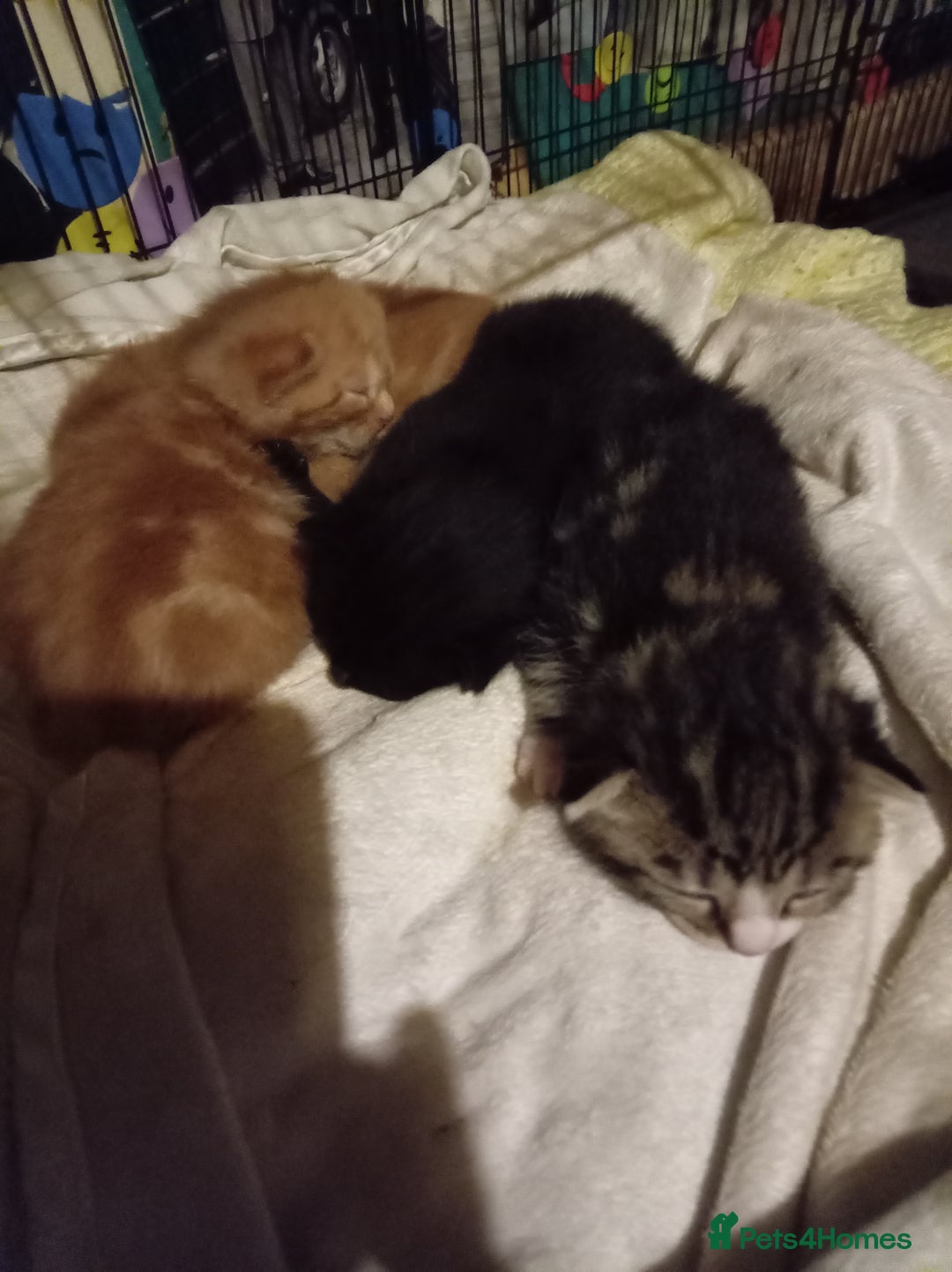 Mixed Breed cats for sale: Four mixed breed British short kittens - Image 5