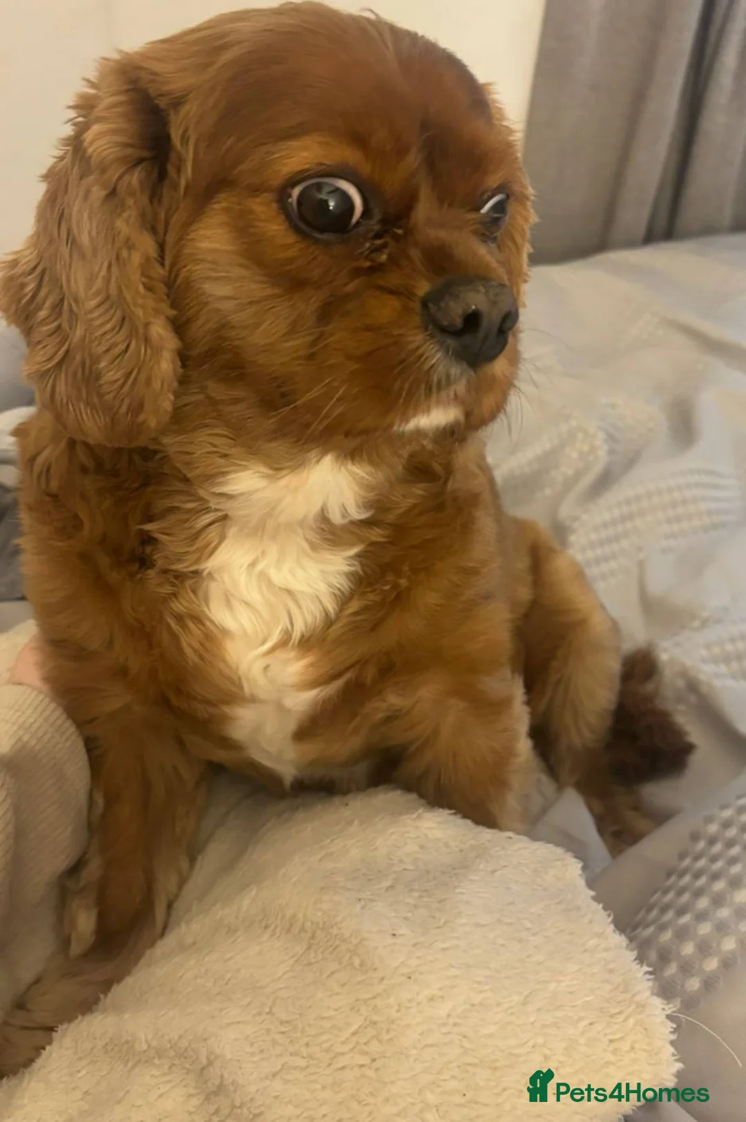 Cavalier King Charles Spaniel dogs for sale: ***FERN RESCUE***7 YO KING CHARLES SPANIEL*** - Advert 4