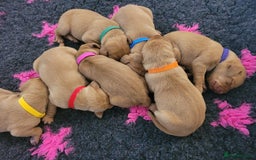 Hungarian Vizsla dogs for sale: Exceptional Hungarian Vizsla Puppies for Sale - Image 10