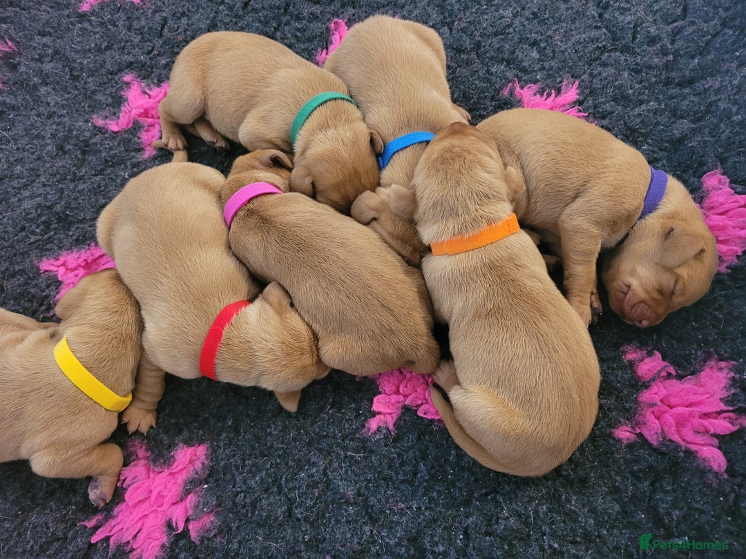 Hungarian Vizsla dogs for sale: Exceptional Hungarian Vizsla Puppies for Sale - Image 10