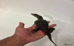Monitor reptiles for sale: Baby Asian water monitor  - Image 2