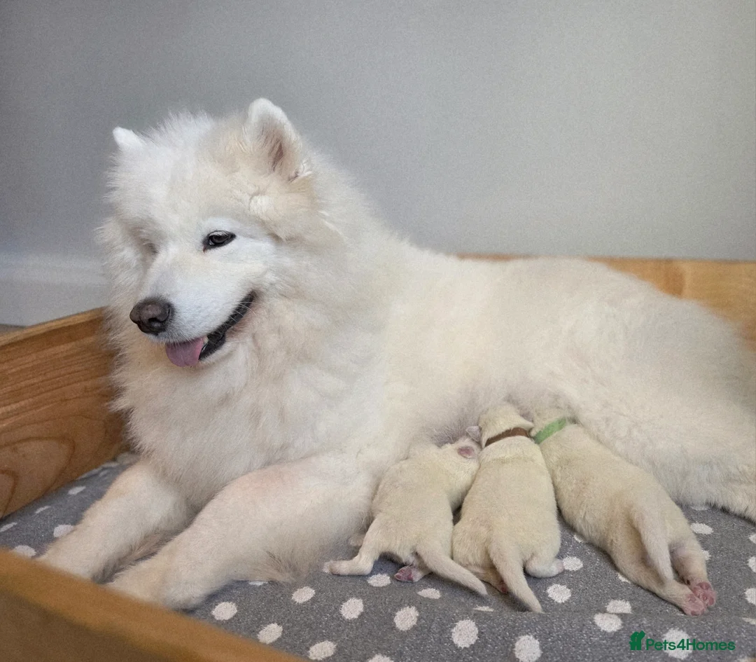 Samoyed dogs for sale: RKC Samoyed Puppies – Champion Bloodlines - Advert 1