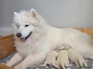 Samoyed dogs RKC Samoyed Puppies – Champion Bloodlines - Advert 17