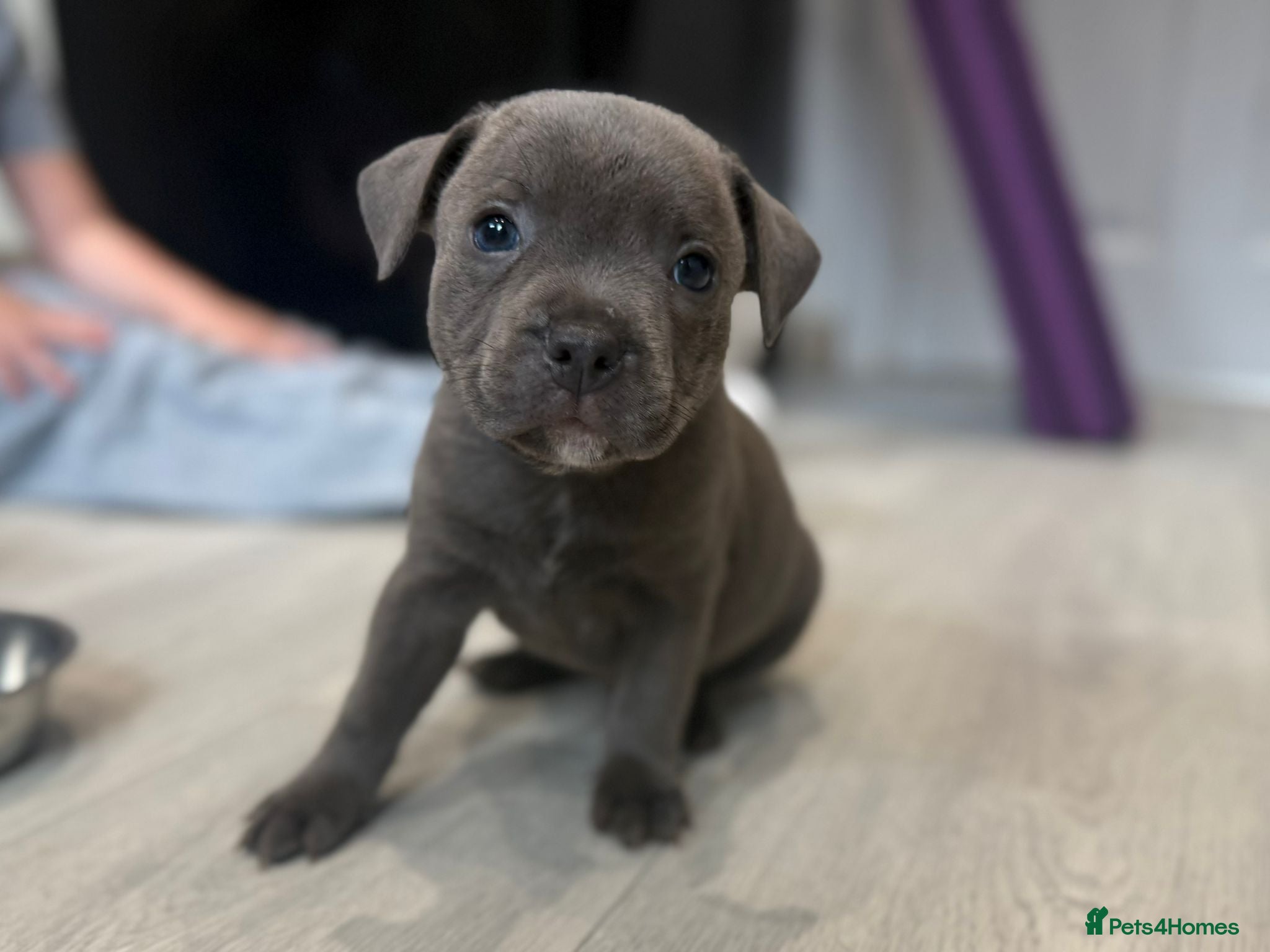 Staffordshire Bull Terrier dogs Blue Stafford bull terriers  - Advert 2