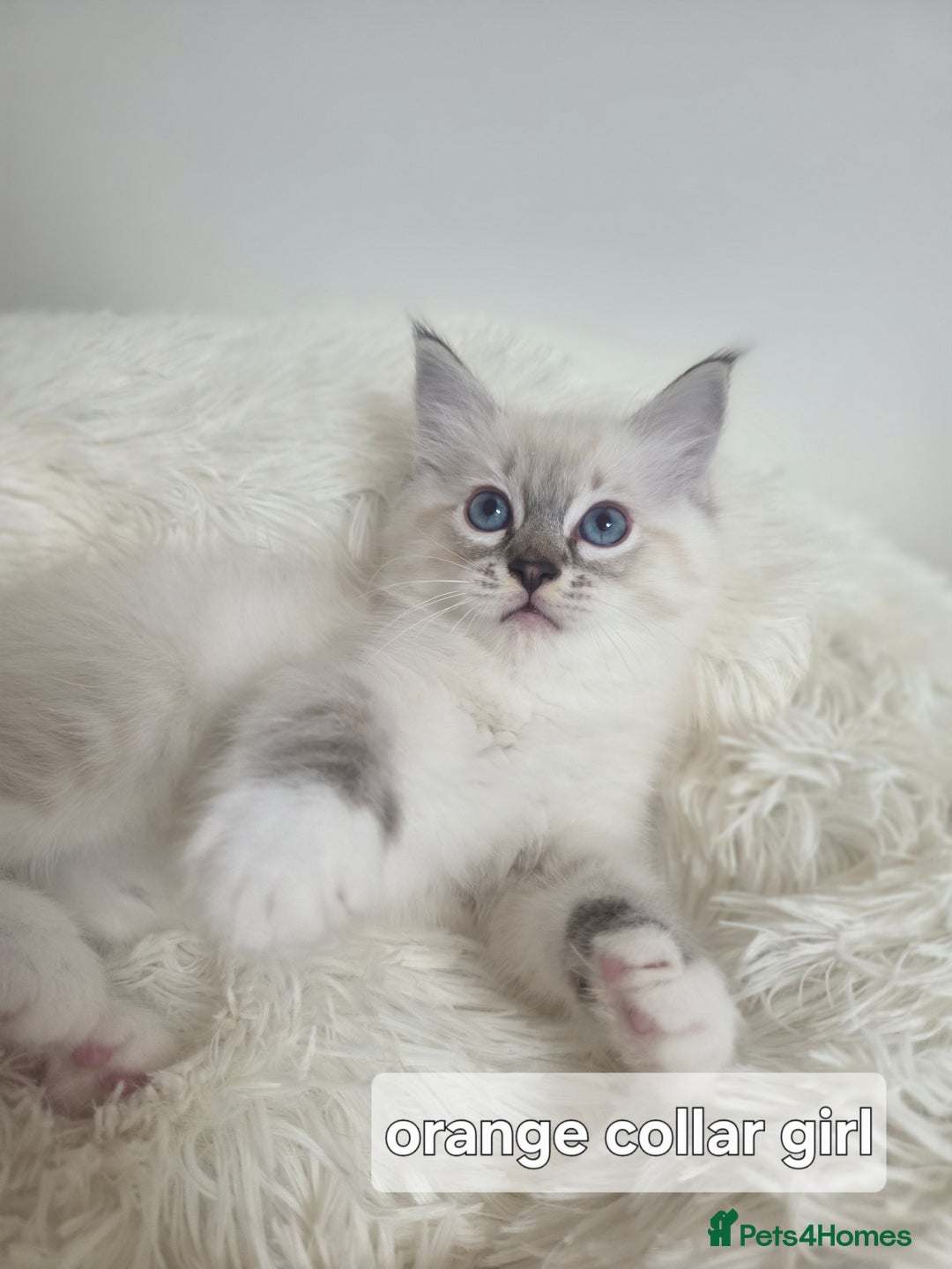 Ragdoll cats for sale: Stunning Ragdolls kittens  - Image 8